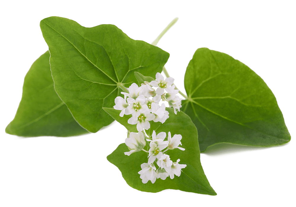 Buchweizenblüte